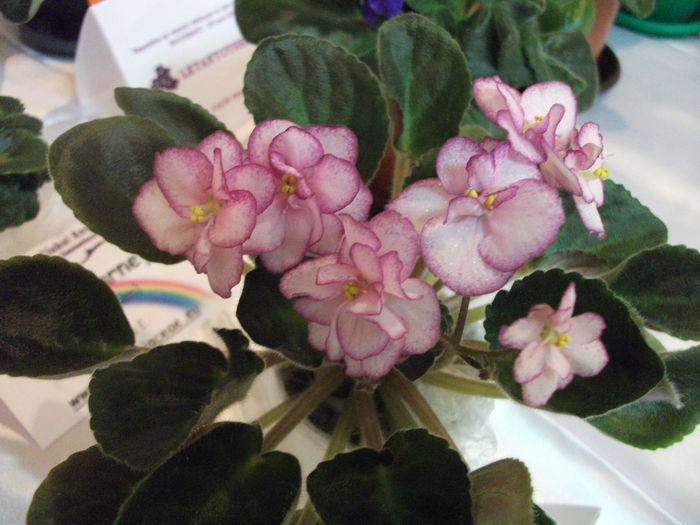 DSCF7527 - Expozitia de gesneriaceae Bucuresti  mai 2015