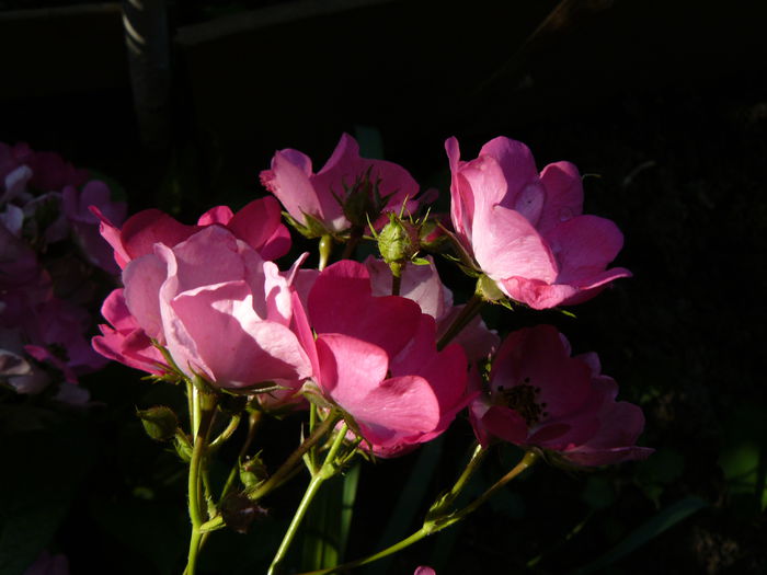 Ballerina-Bentall 1937