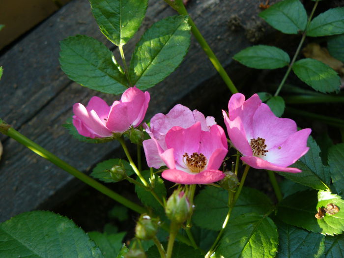 Ballerina (120-150cm ?)