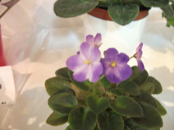 DSCF7529 - Expozitia de gesneriaceae Bucuresti  mai 2015