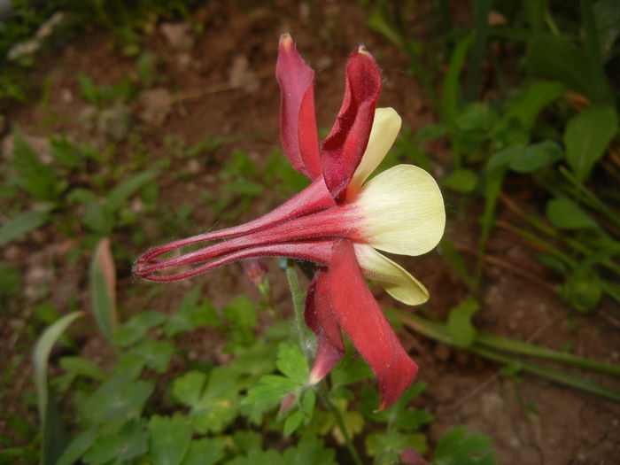 Aquilegia Red & Yellow (2015, May 12) - Aquilegia McKana Red Yellow