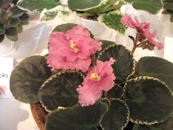 DSCF7533 - Expozitia de gesneriaceae Bucuresti  mai 2015