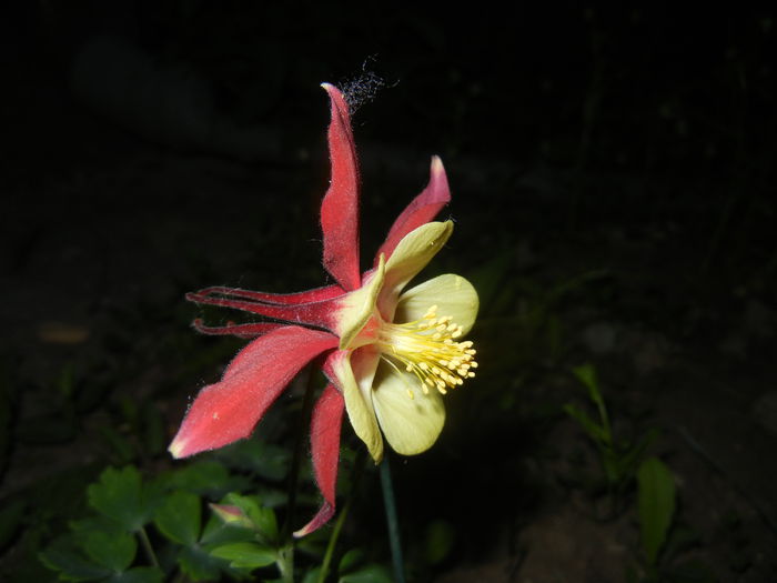 Aquilegia Red & Yellow (2015, May 13)