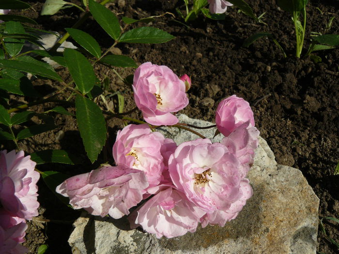 Heavenly Pink - Lens