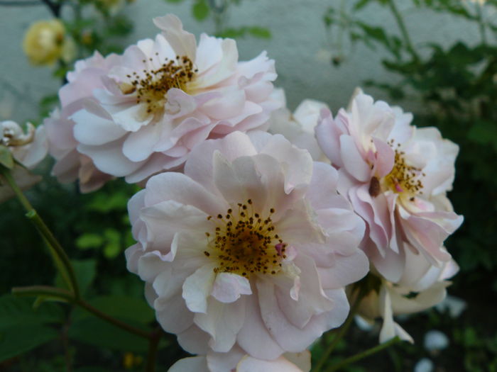 Cornelia-Pemberton-shrub