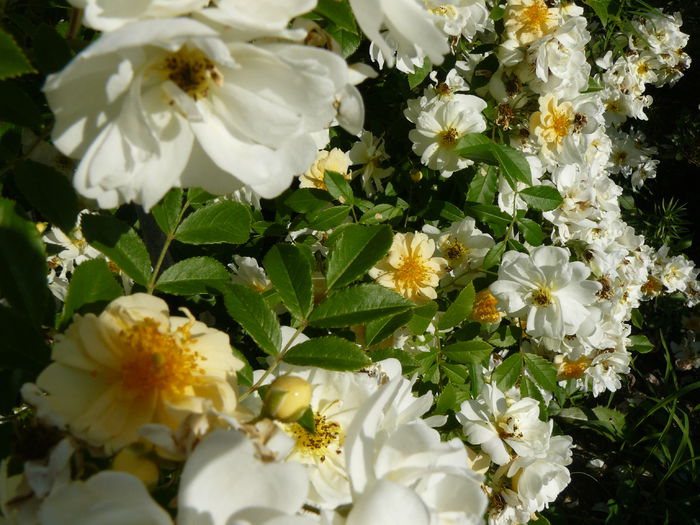 Rosa Helenae Semiplena-7m