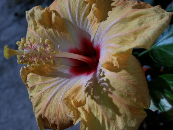 Holiday yellow - hibiscus
