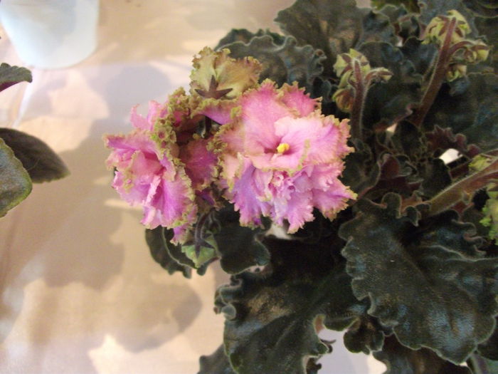 DSCF7546 - Expozitia de gesneriaceae Bucuresti  mai 2015