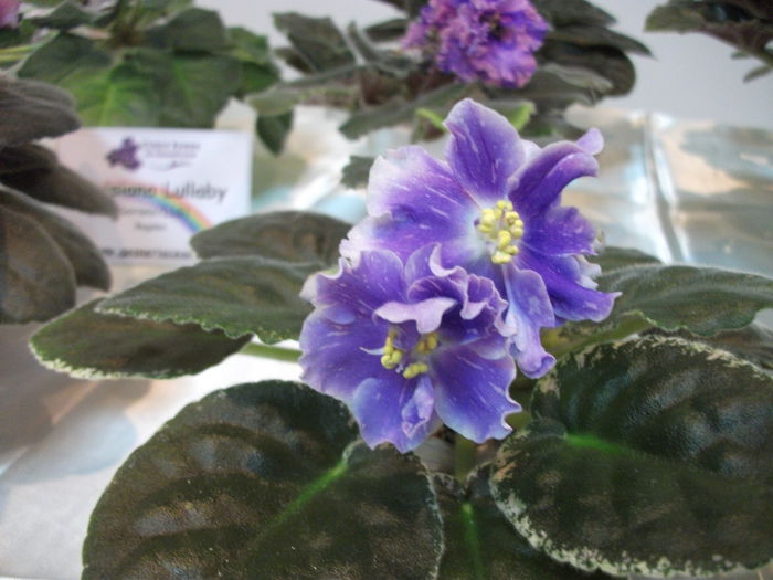 DSCF7550 - Expozitia de gesneriaceae Bucuresti  mai 2015