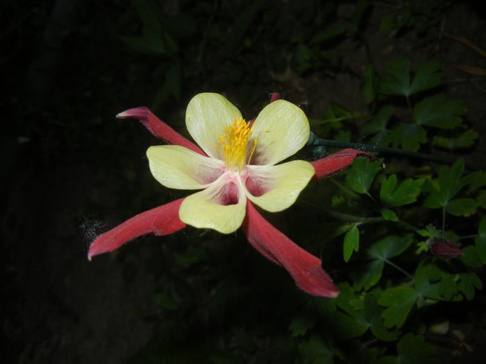 Aquilegia Red & Yellow (2015, May 15)