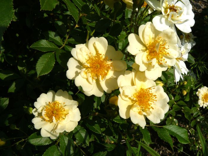 Rosa Helenae Semiplena-USDA 5b