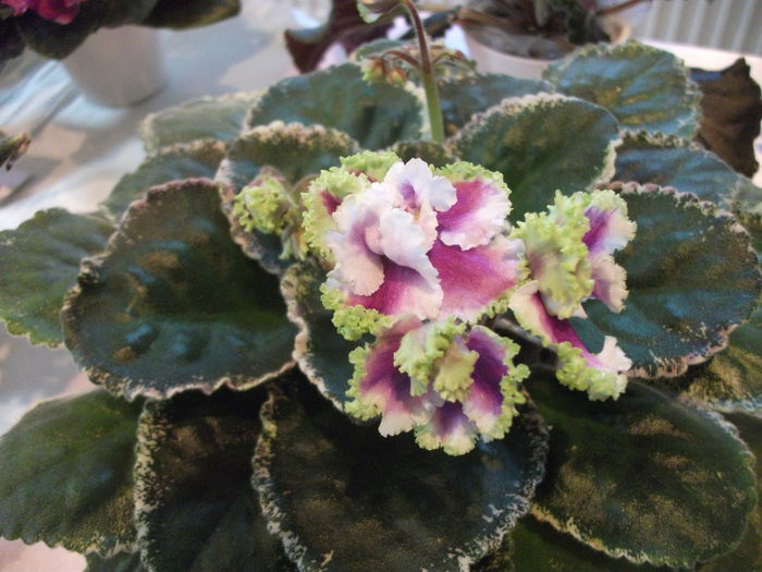 DSCF7554 - Expozitia de gesneriaceae Bucuresti  mai 2015