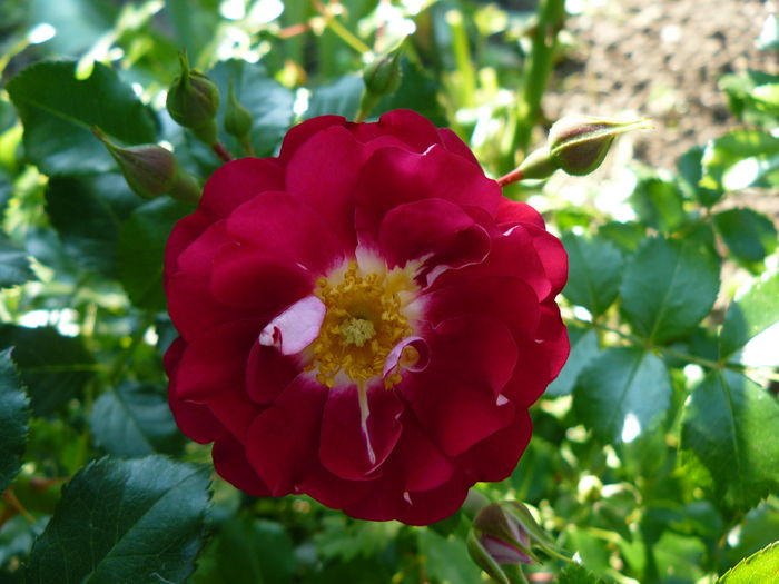 Lipstick - Evers 2001