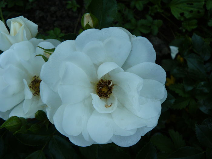 Innocentia - Kordes 2006 USDA 6