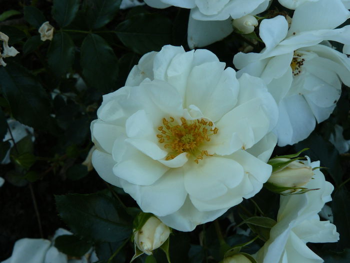 Diamant - Kordes 2001