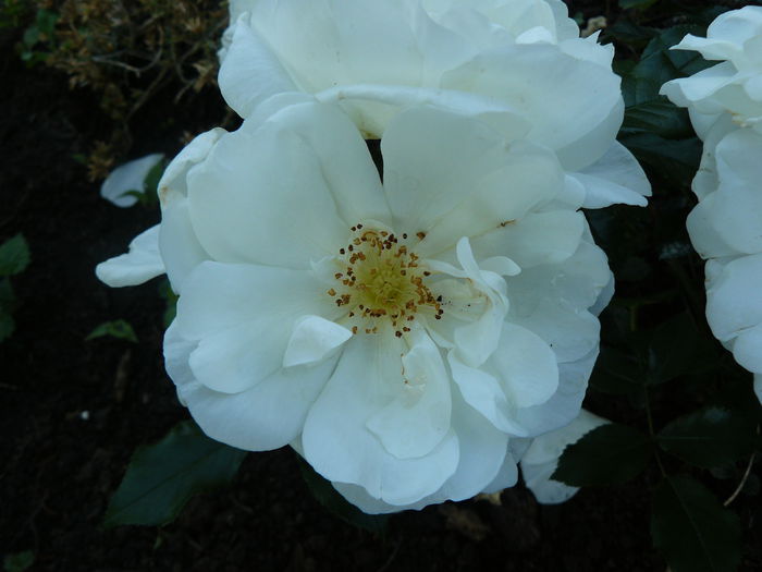 Diamant - Kordes 2001