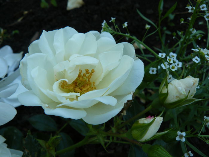 Diamant - Kordes 2001