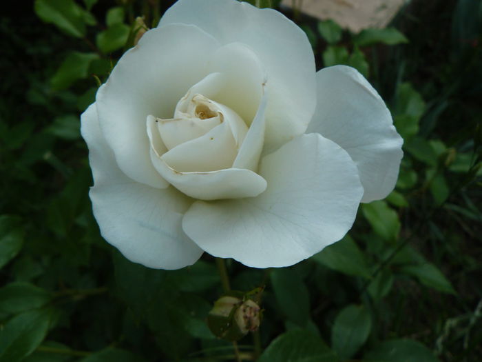 Iceberg - Cant of Colchester 1968