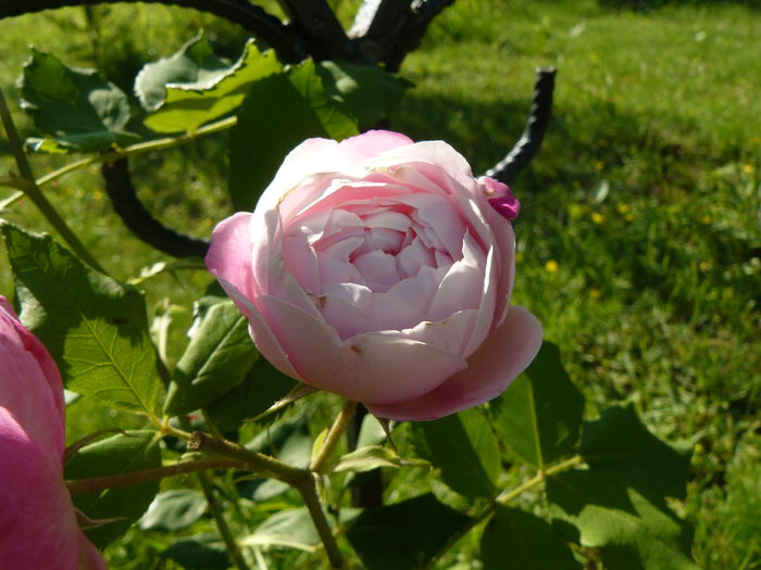 Mme Pierre Oger - Oger 1878 - Trandafirii mei_2015