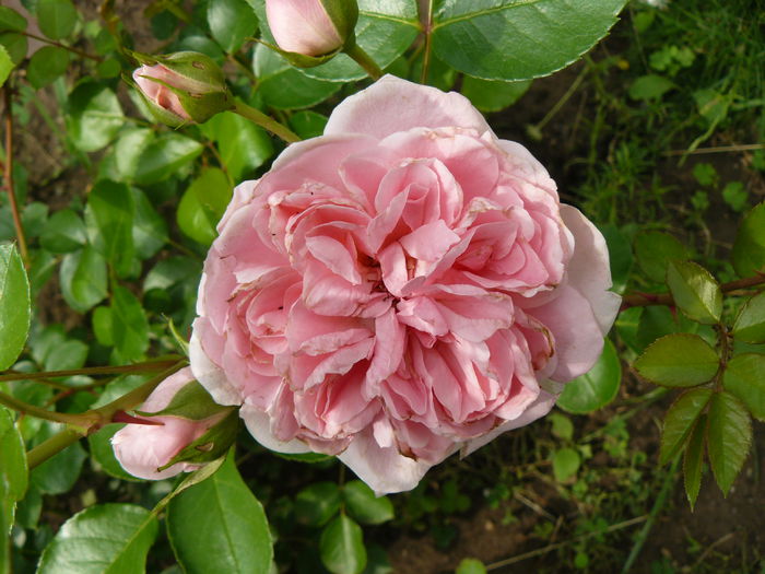 The Faun - Olesen Poulsen 1992