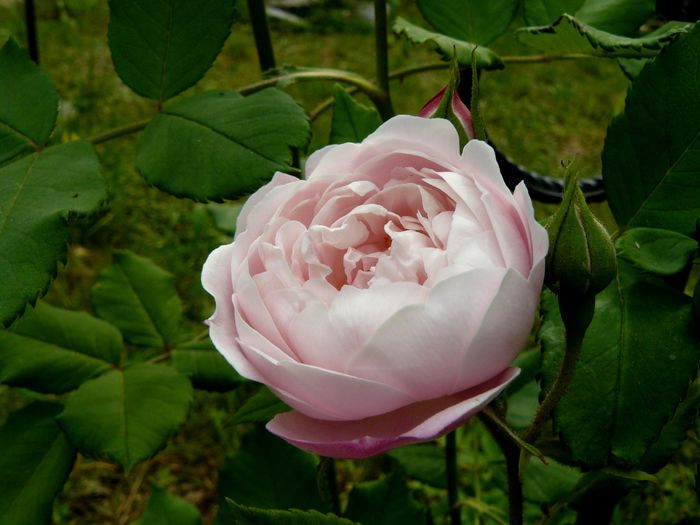 Madame Pierre Oger-Oger 1878 - Trandafirii mei_2015