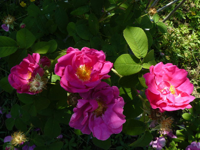 Rosa Galica Oficinalis -(galica)