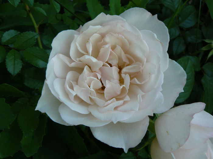 The Generous GArdener