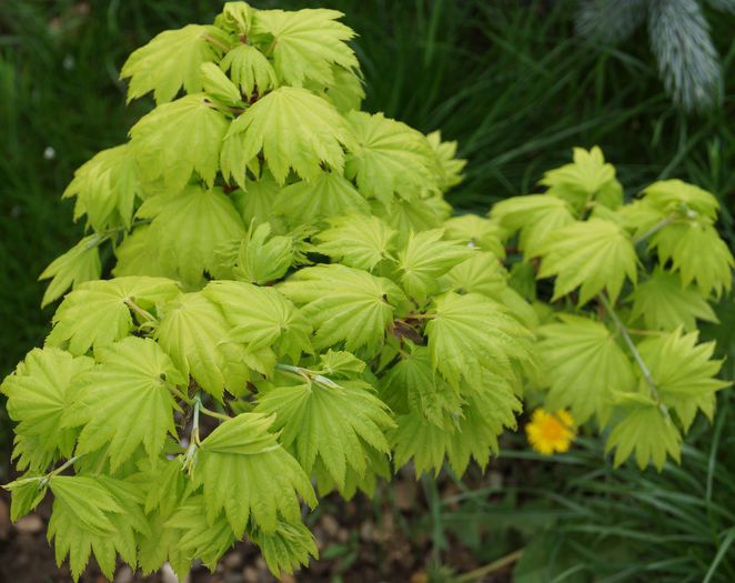 acer shirasawanum aureum - plantele mele