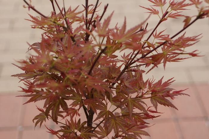 Acer palmatum Wilson's Pink Dwarf; Acer palmatum Wilson's Pink Dwar fotografiat la inceputul lunii mai
