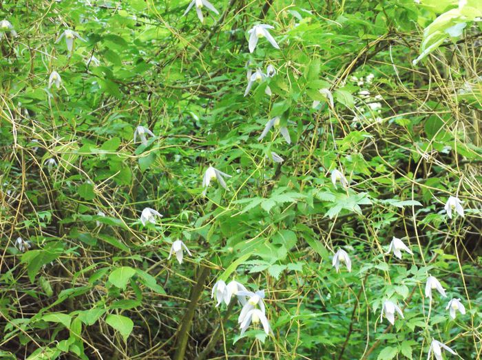 DSCF2590 - clematis salbatic