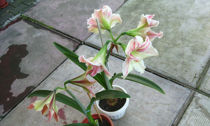 IMG_20150531_084916[1]