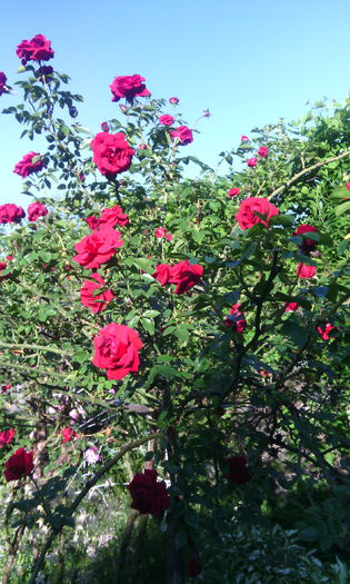 IMG_20150531_080025[1] - Trandafiri in gradina mea