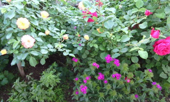 IMG_20150531_182354[1] - Trandafiri in gradina mea