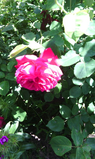 IMG_20150531_142513[1] - Trandafiri in gradina mea