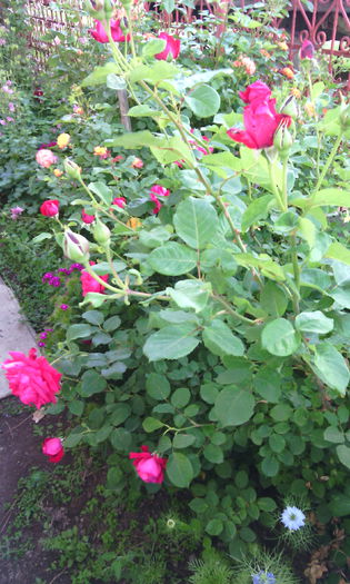 IMG_20150531_182334[2] - Trandafiri in gradina mea