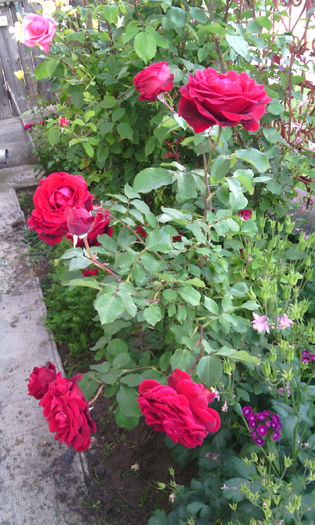 IMG_20150531_182611[1] - Trandafiri in gradina mea