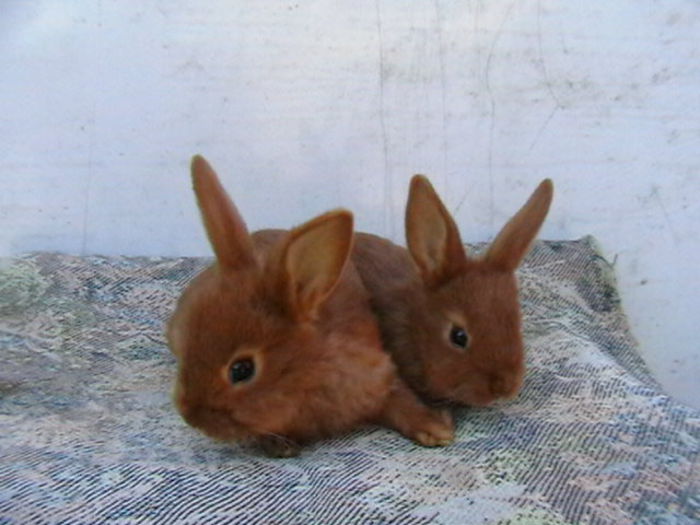 IMGA0666 - A-IEPURI TINERET NEO ROSU