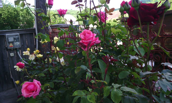IMG_20150531_182437[1] - Trandafiri in gradina mea