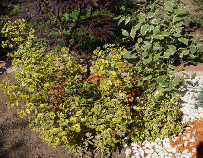 euphorbia ascot rainbow planta - plantele mele