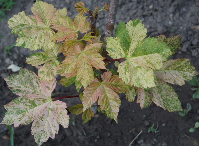 acer pseudoplatanus eskimo sunset - plantele mele