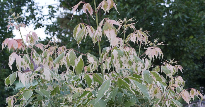 acer negundo flamingo - plantele mele