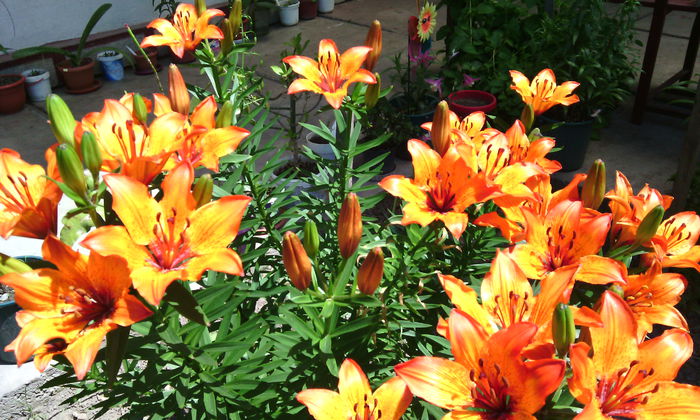 lilium croceum - lilium croceum