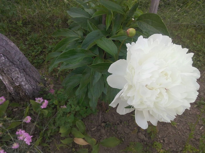 IMG_20150531_182632; Bujori albi, la mama in gradina!
