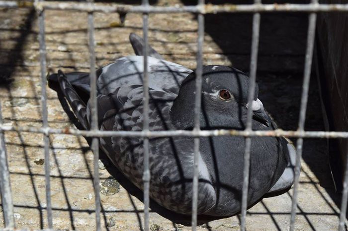 10668281_823138871111452_1443104975_n