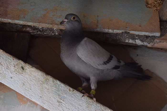 11272013_823137971111542_322002133_n