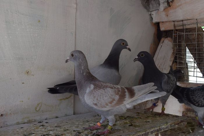 11281920_823138017778204_2071045850_n