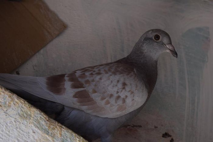 11291767_823137987778207_1995499047_n