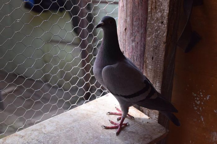 11287379_823137887778217_1013529377_n