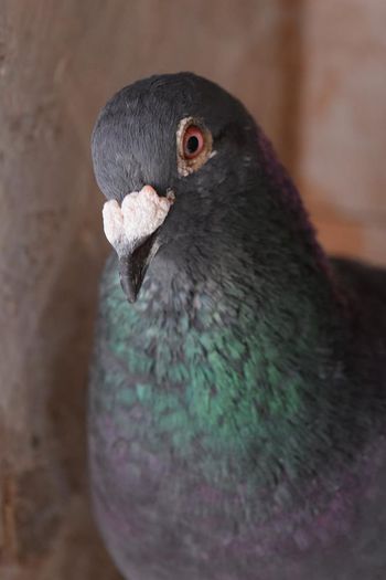 11303628_823136407778365_111248168_n