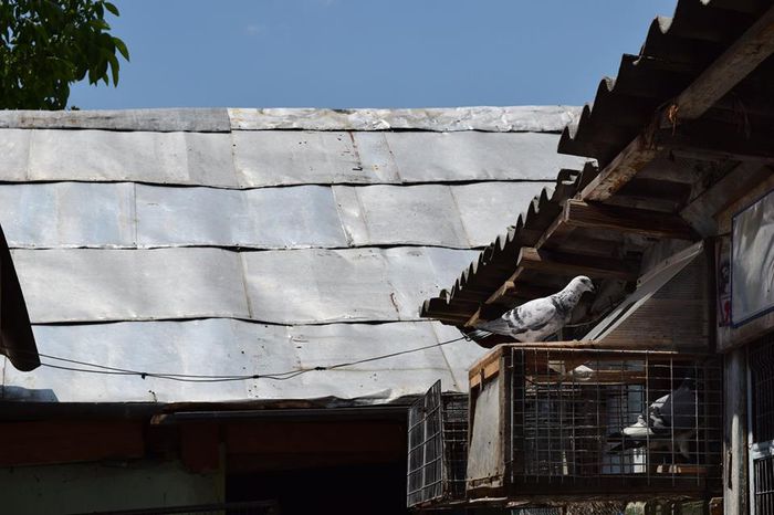 11304041_823137691111570_1685100514_n